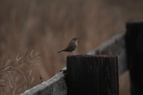 iNaturalist observation photo of Northern House Wren