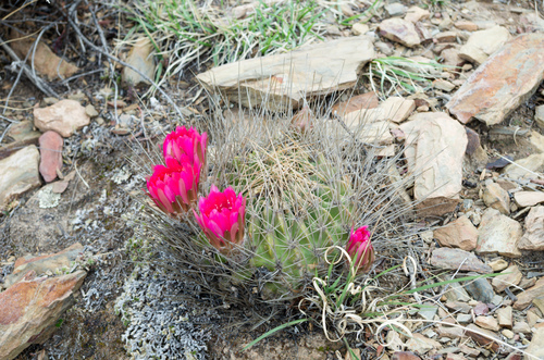 Echinopsis pugionacantha