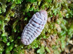 Coelostomidia zealandica