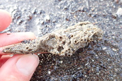 Neosabellaria kaiparaensis