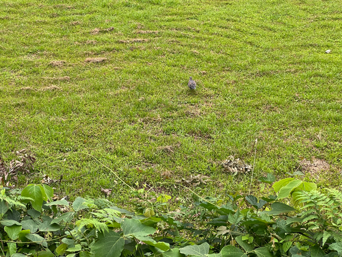 Eastern Oriental Turtle Dove