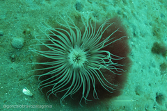 Ceriantheopsis