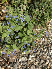Brunnera macrophylla