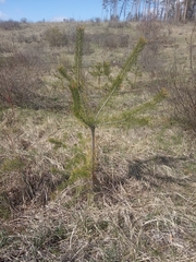 Pinus sylvestris