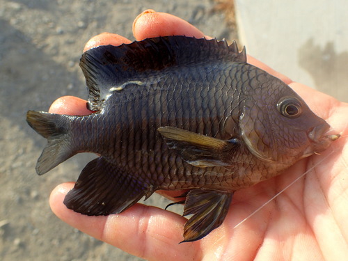 Acapulco damselfish (Stegastes acapulcoensis) — Pomacentridae — 3