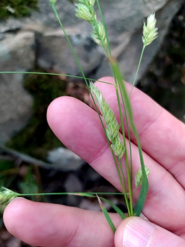 orchard grass