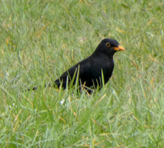 Turdus merula