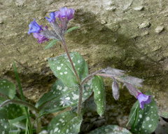Pulmonaria officinalis