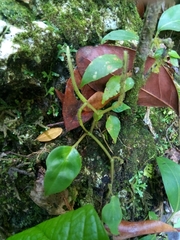 Piperales