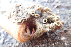 Neosabellaria kaiparaensis