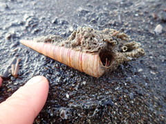 Neosabellaria kaiparaensis