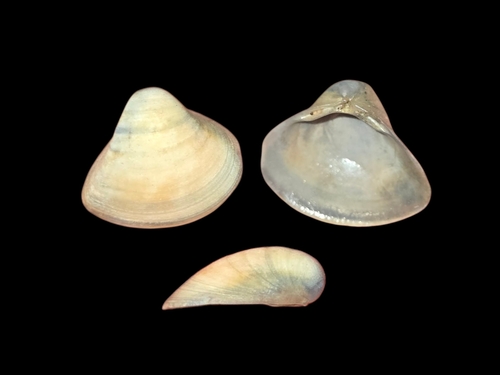 Spisula trigonella observed 2026-06-19