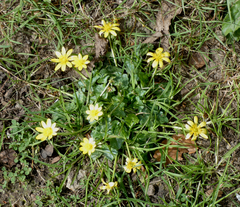 Ficaria verna