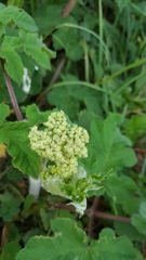 Heracleum sphondylium