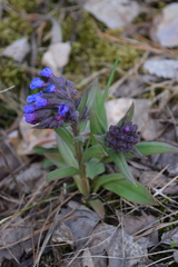 Pulmonaria angustifolia