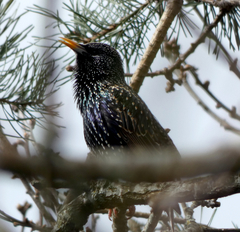 Sturnus vulgaris