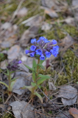 Pulmonaria angustifolia