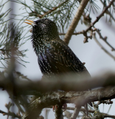 Sturnus vulgaris