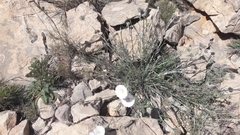 Convolvulus lanuginosus