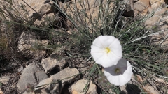 Convolvulus lanuginosus