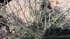 Convolvulus lanuginosus
