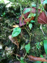 Piperales