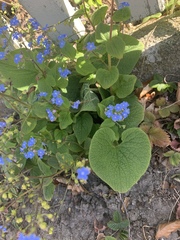 Brunnera macrophylla