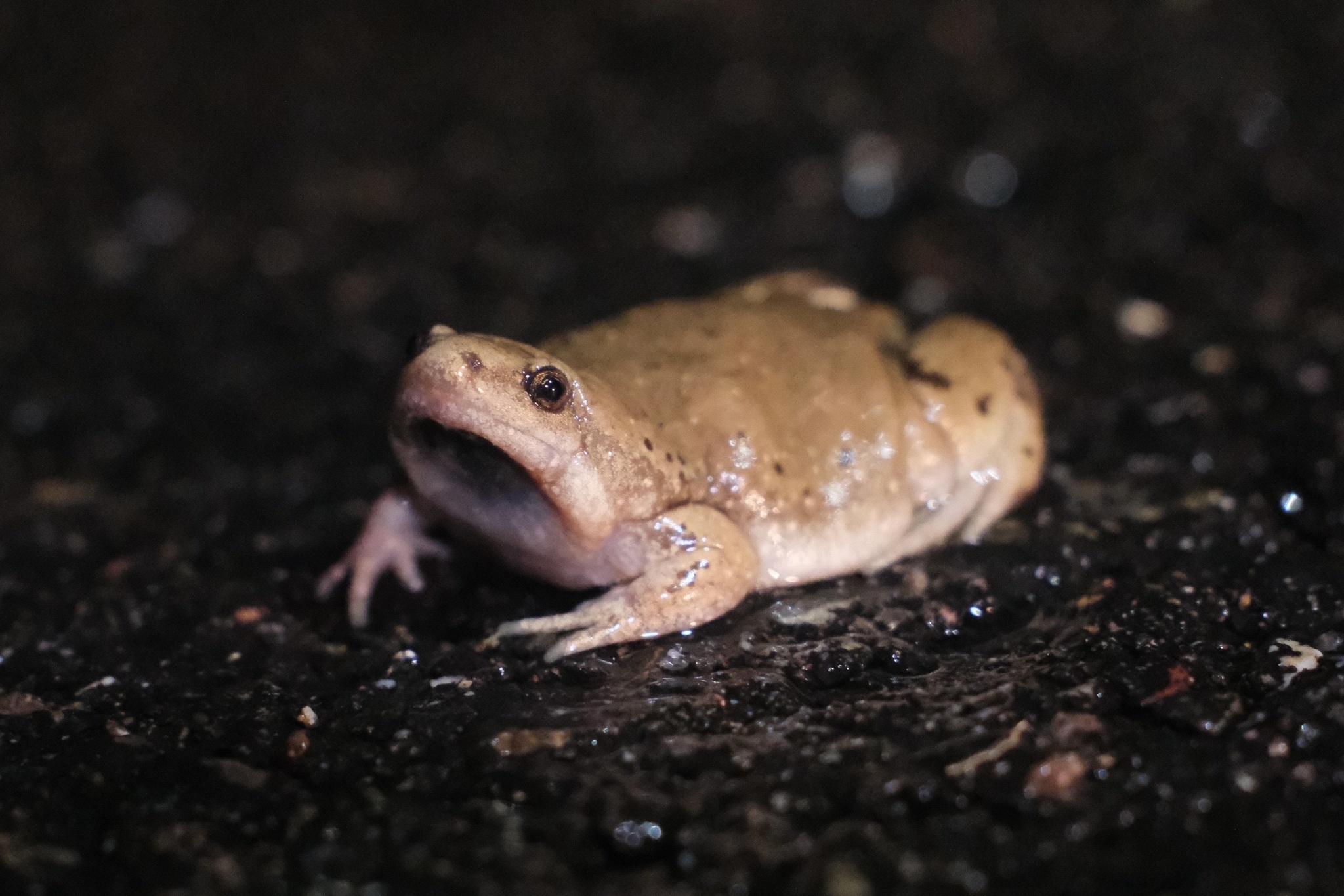 Mazatlan Narrowmouth Toad photo 6