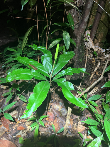 Helminthostachys zeylanica observed 2026-06-12