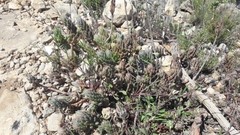 Petrosedum sediforme