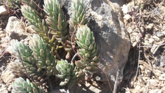 Petrosedum sediforme