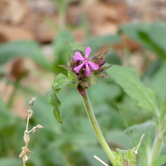 Silene dioica