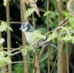 Cyanistes caeruleus