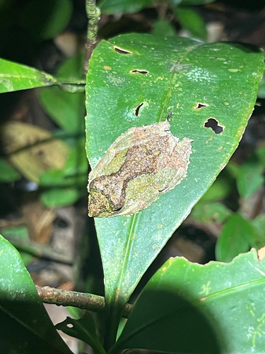Kurixalus chaseni