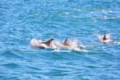 Lagenorhynchus albirostris