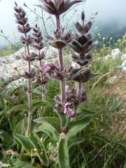Stachys heraclea