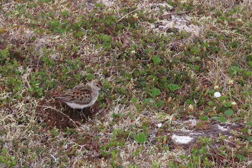Western Sandpiper