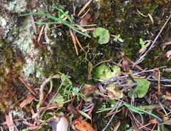 Acianthus sinclairii