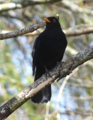 Turdus merula