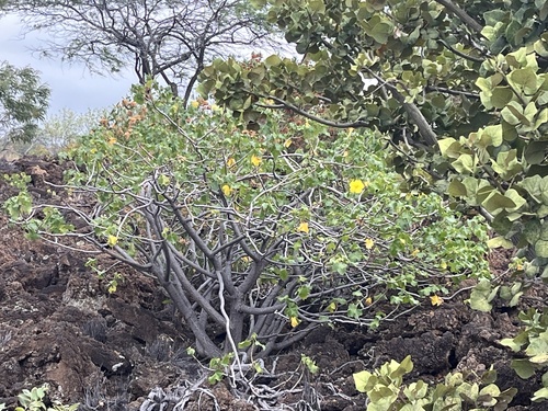 Hibiscus brackenridgei observed 2026-06-17