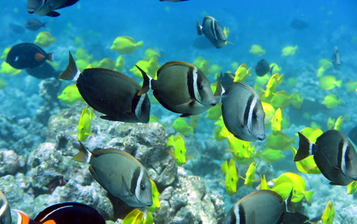 Head-band surgeonfish (Acanthurus leucopareius) — Acanthuridae — 2