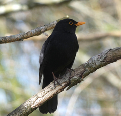 Turdus merula