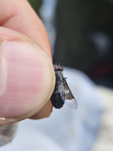 Benign Deer Fly photo 4