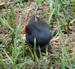 Gallinula chloropus
