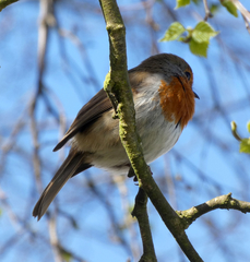 Erithacus rubecula