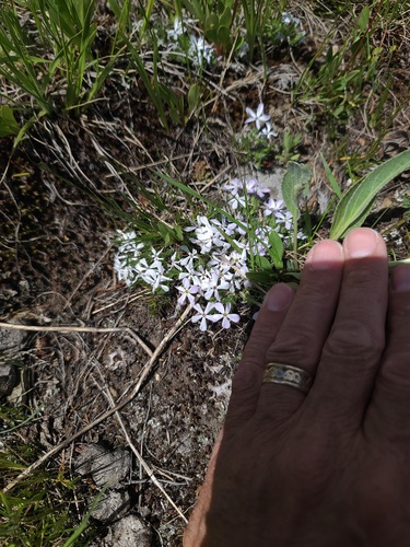 Phlox hoodii, photograph 4