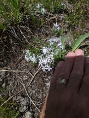 Phlox hoodii, photograph author not stated, no rights reserved
