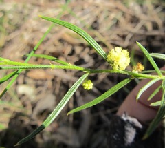 Acacia bynoeana