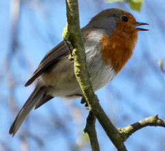 Erithacus rubecula
