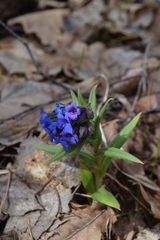 Pulmonaria angustifolia